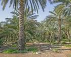jigawa