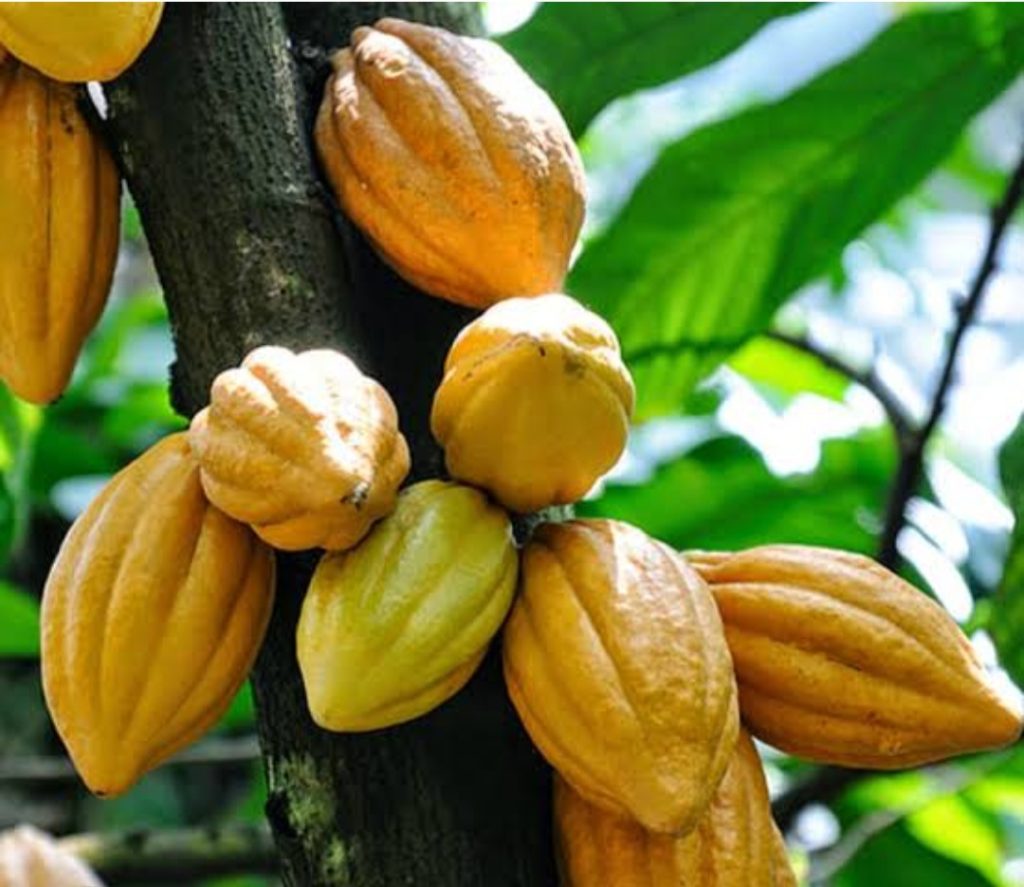 Screenshot_20251009_160828_Chrome