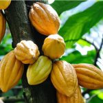 Screenshot_20251009_160828_Chrome