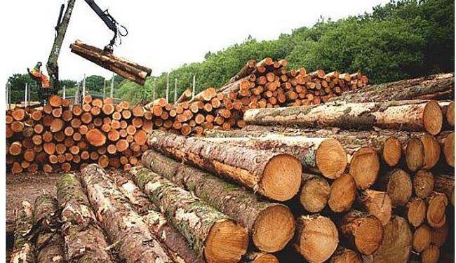 Wood Export in Nigeria