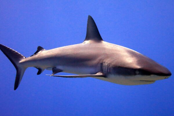 Tragic Shark Attack Claims Life of 13 Year Old Tourist on Brazilian Beach