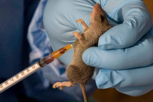 Lassa Fever: A Global Pandemic Threat in Hiding